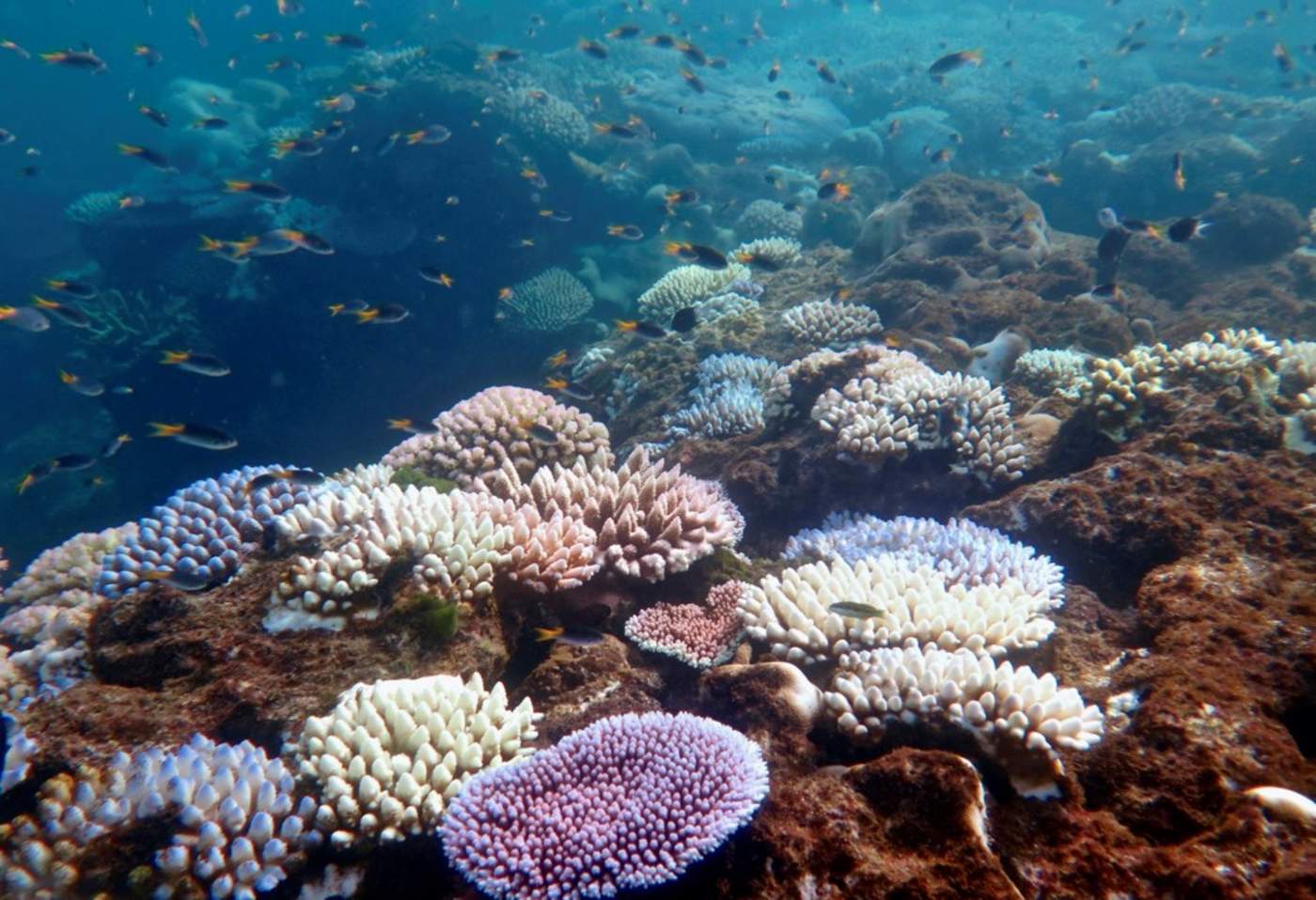 Cambio climático propicia vida solitaria de los corales