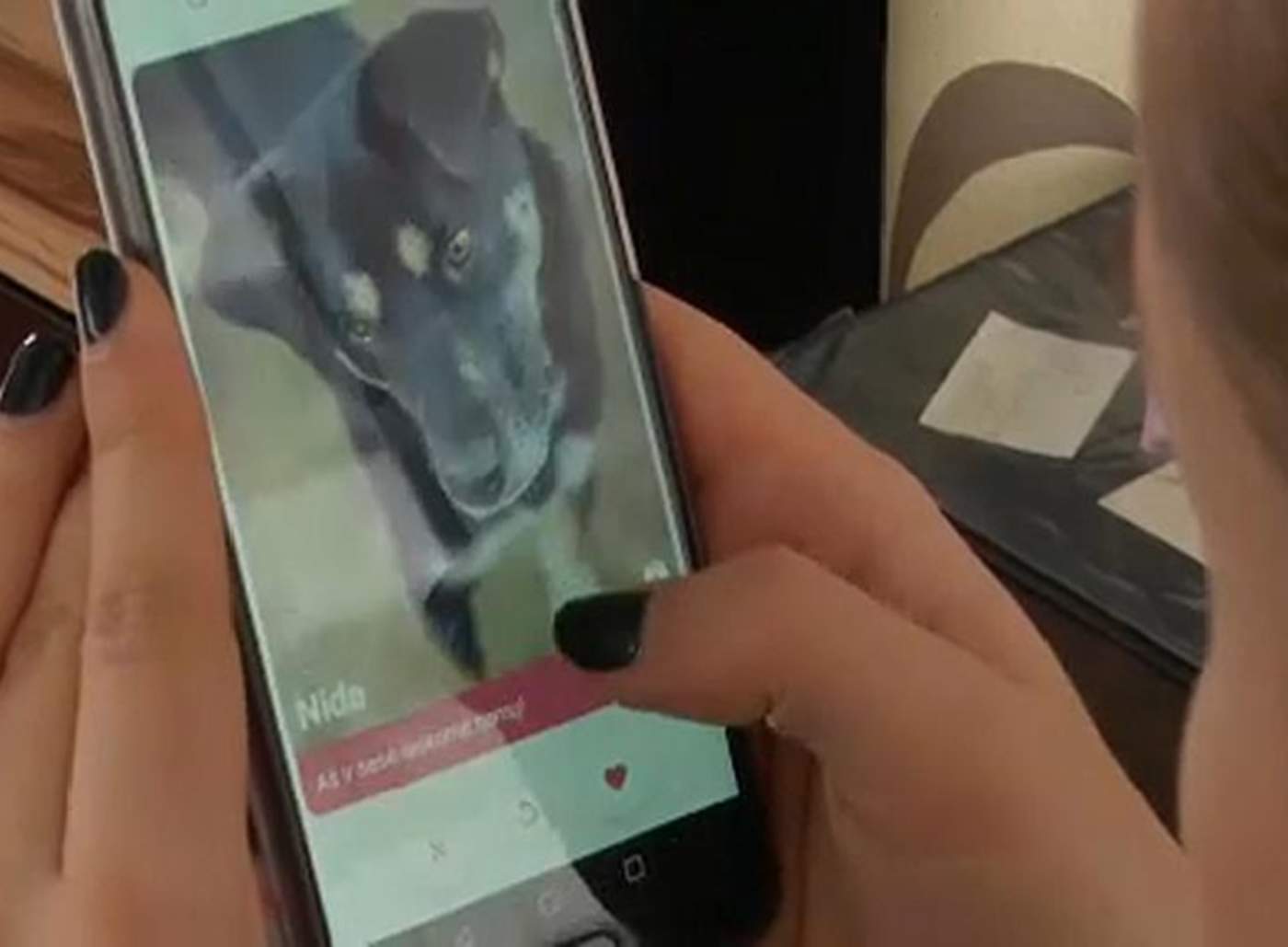 Aplicación inspirada en Tinder conecta humanos con perros