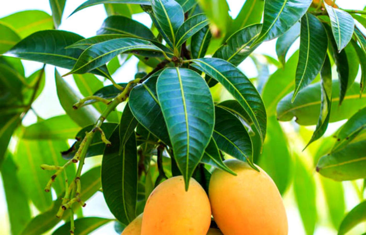 ¿Sabes de los beneficios de las hojas de mango?