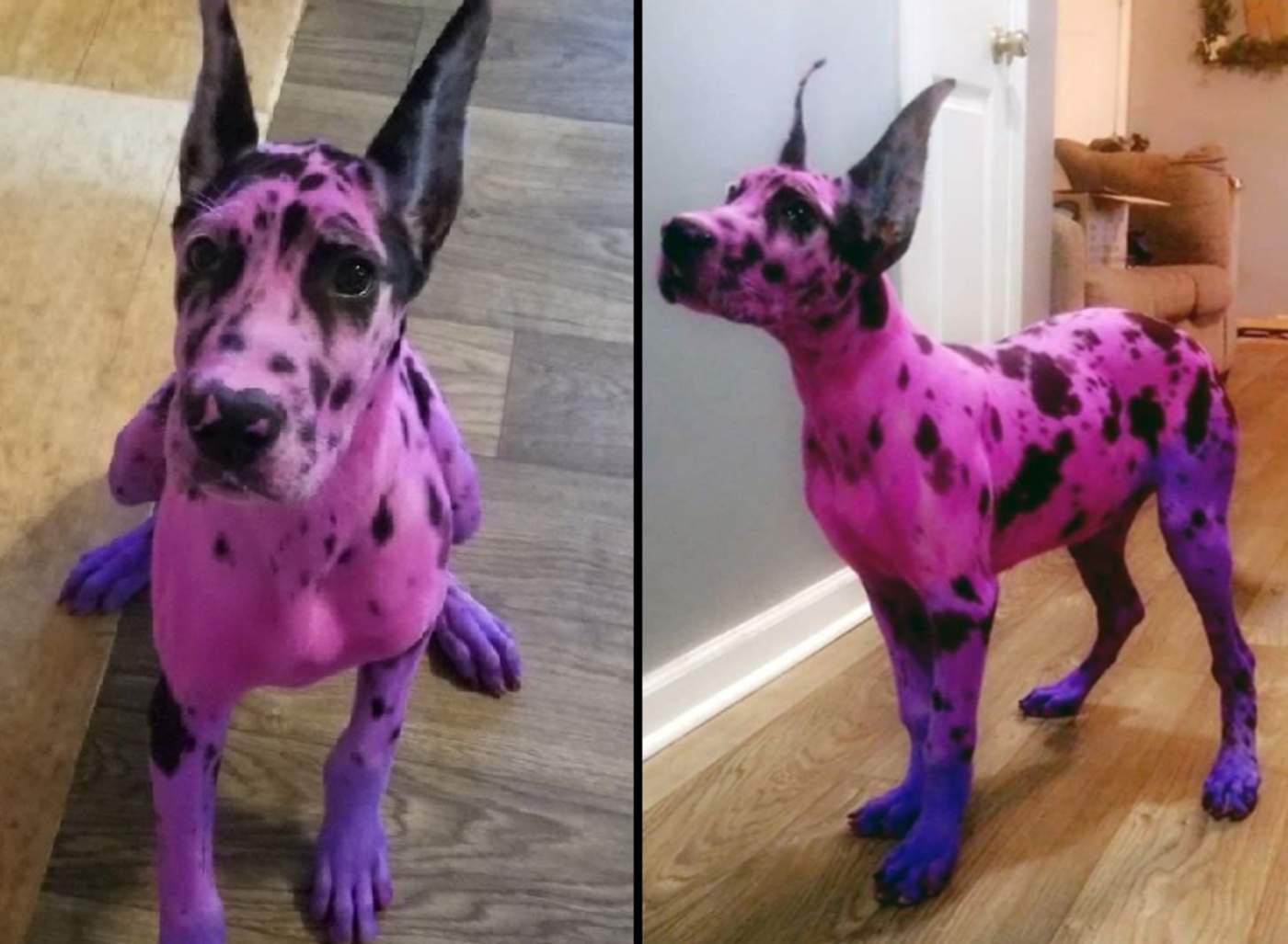 Mujer es criticada por pintar a su perro de rosa y morado