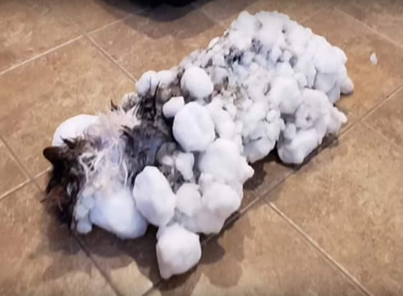 Veterinarios rescatan a gato casi congelado por la nieve