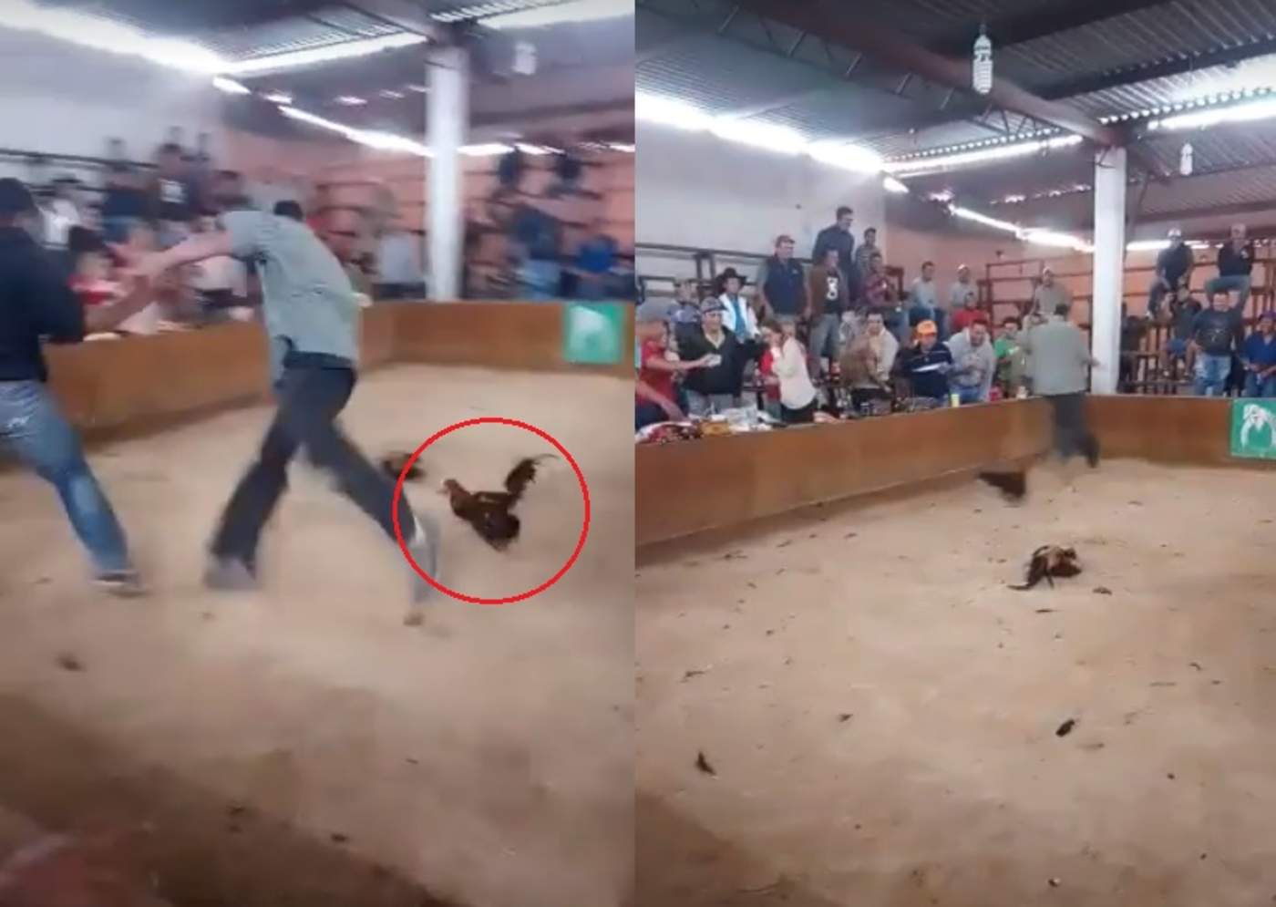 VIRAL: Gallo se revela contra su dueño durante una pelea de gallos