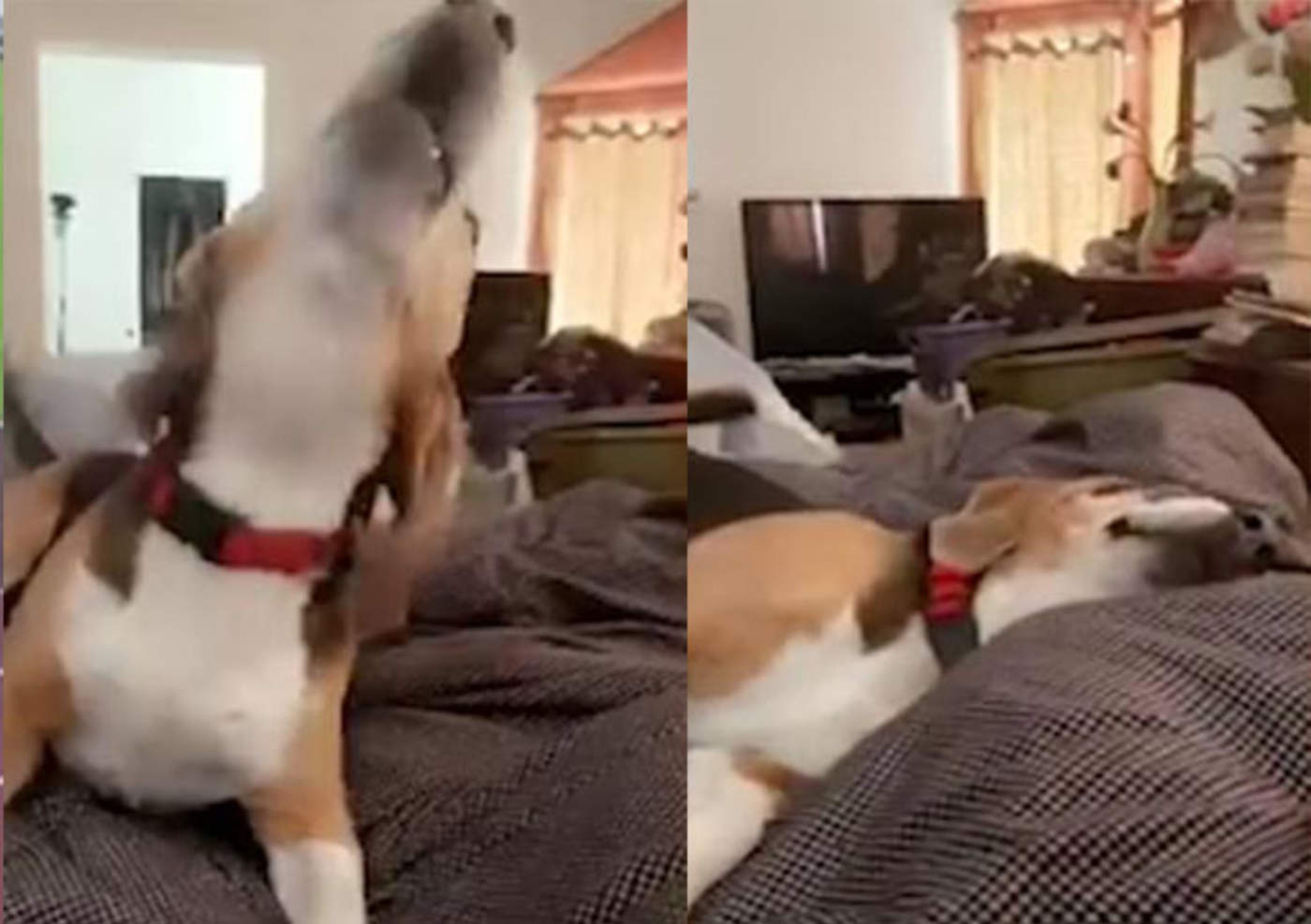 Beagle enamora jugando a 'hacerse el muerto'