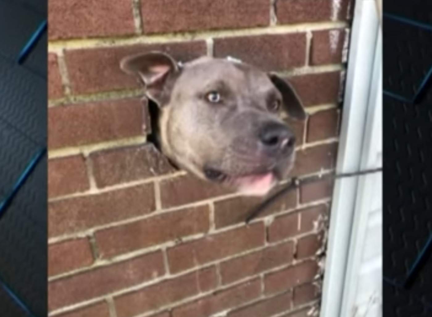 Perro queda atorado en el hueco de una pared