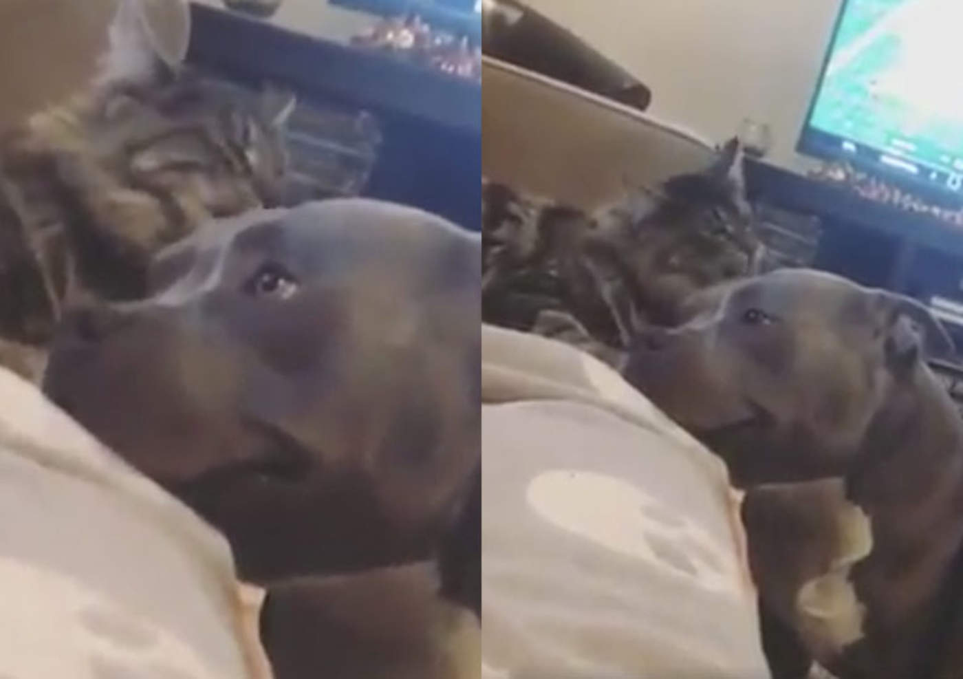 Amistad entre pitbull y gato se hace viral
