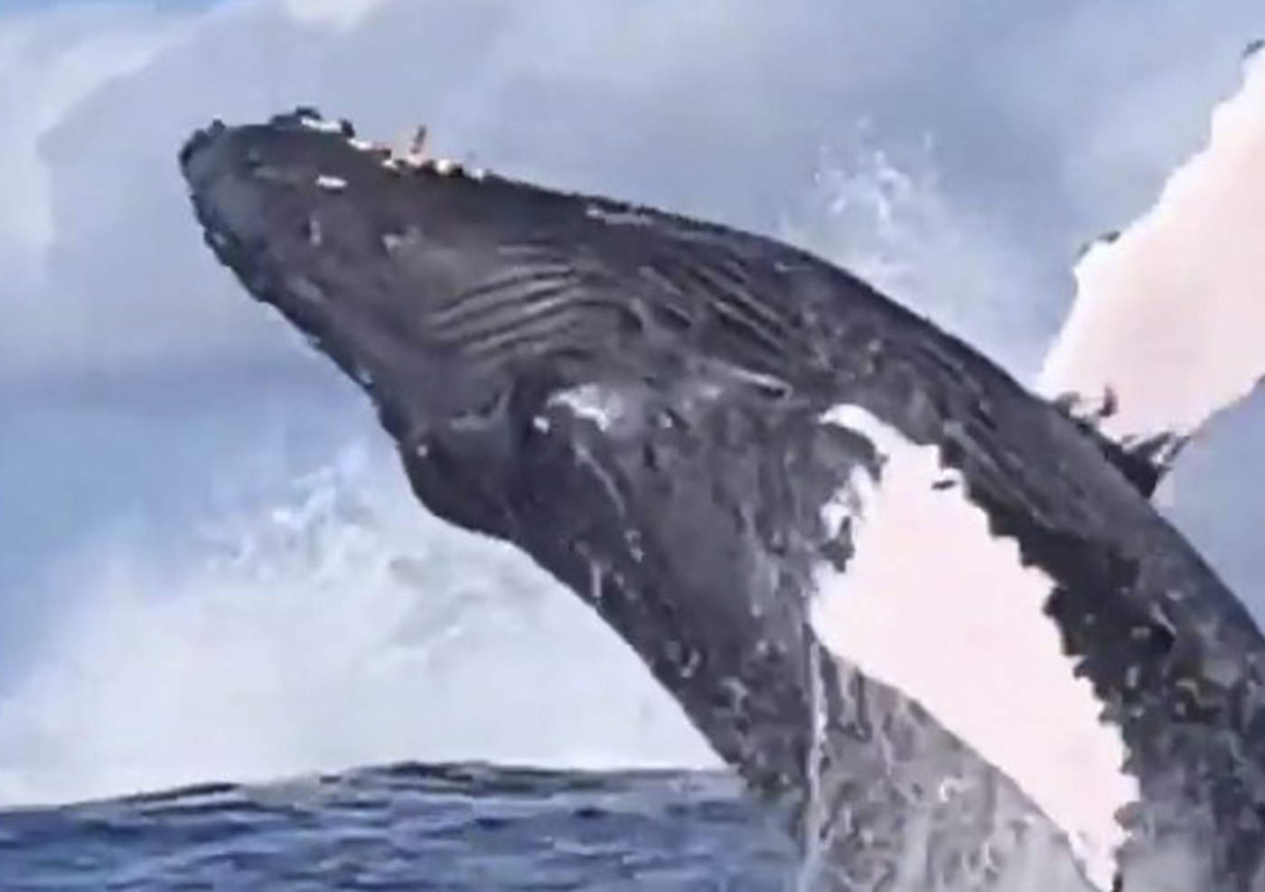 Majestuosas ballenas sorprenden con salto en el océano