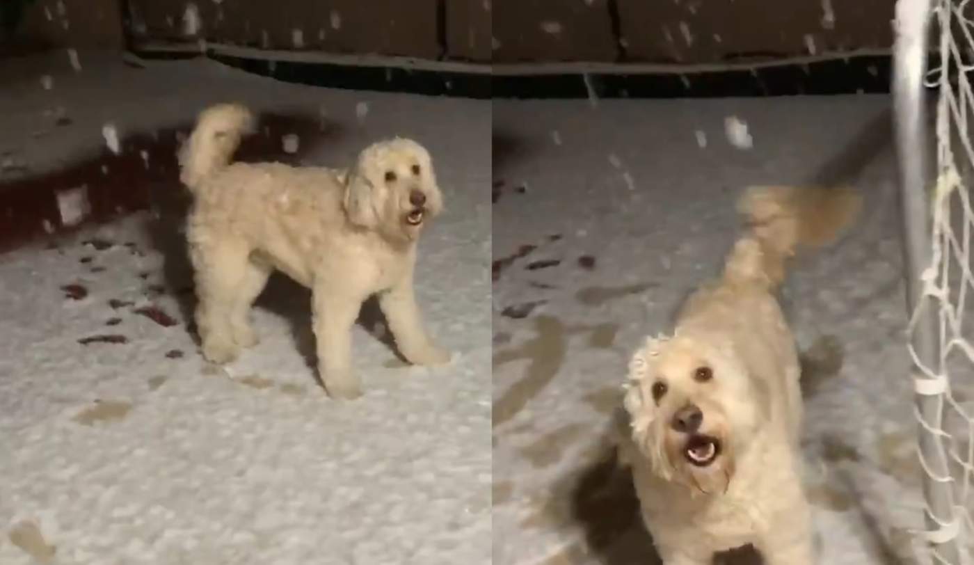 La reacción de perros de Las Vegas al ver nieve por primera vez