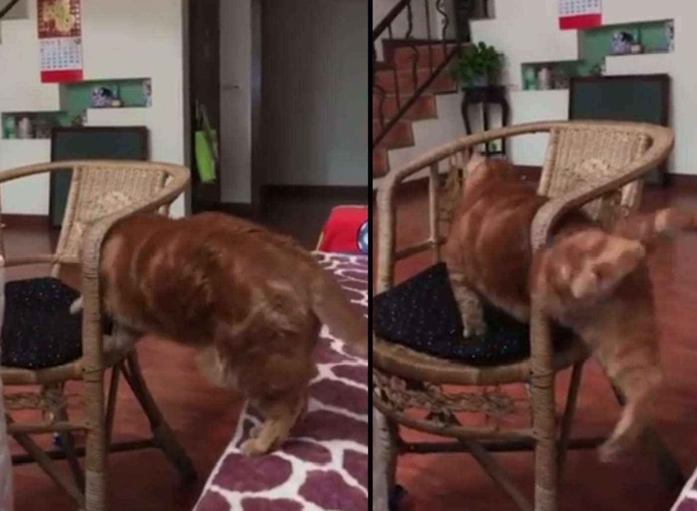 El gato que batalló para liberarse tras quedar atorado en una silla