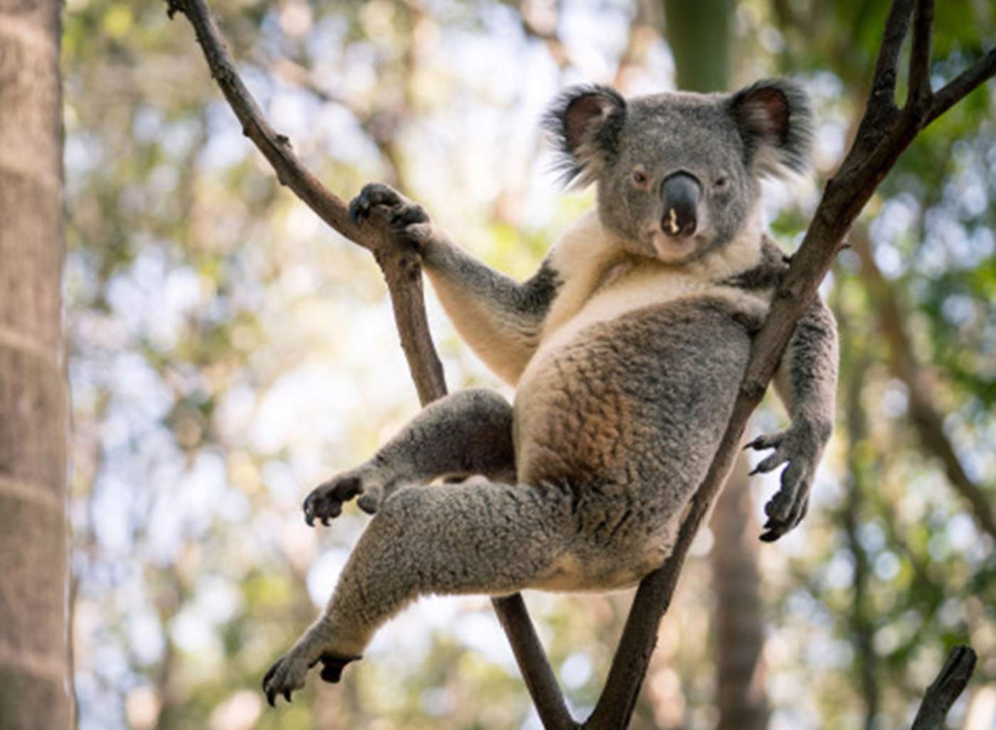 Koala en Australia acapara la atención por su pose ‘sexi’