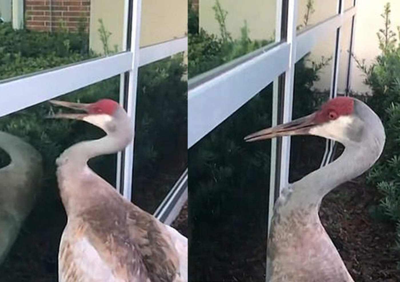 Pájaro se hace viral por pelear con su propio reflejo