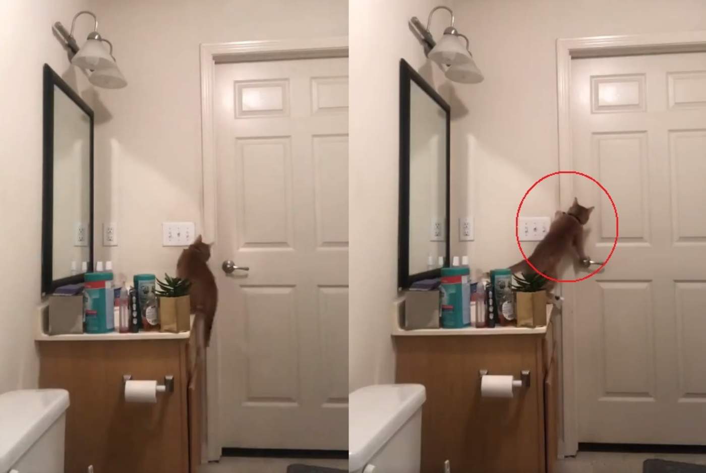 Se viraliza la manera en que un gato consigue escapar del baño