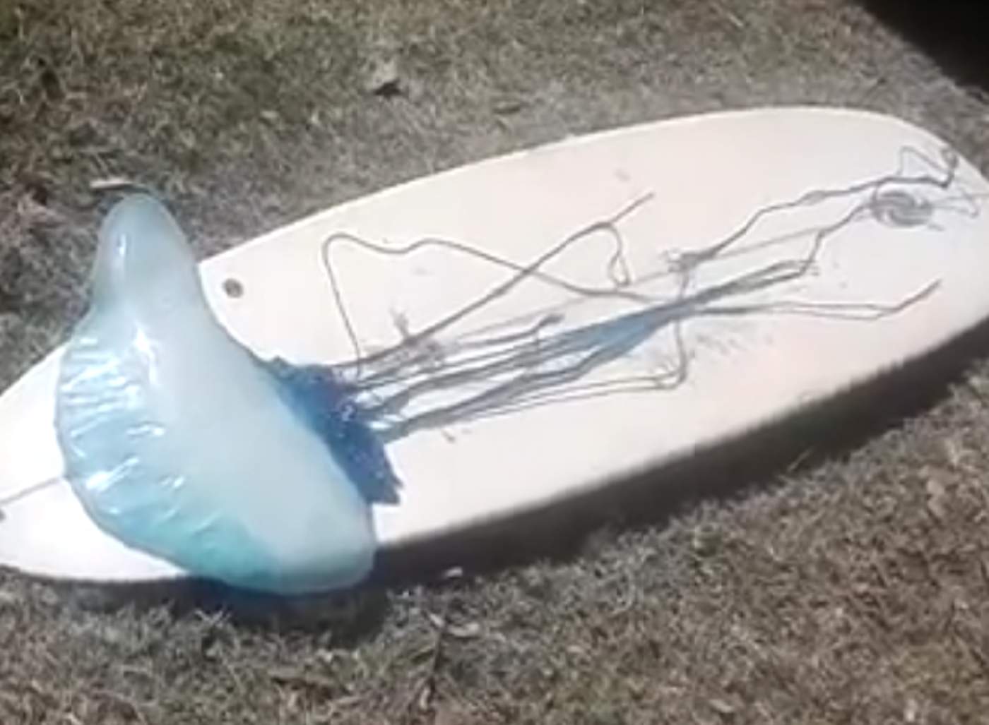 La medusa ‘gigante’ que asustó a un surfista