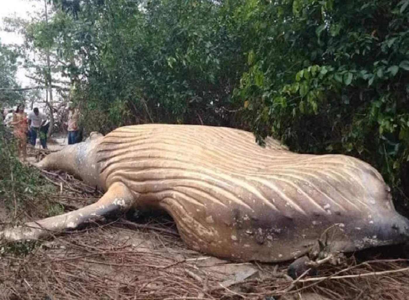 Aparece una ballena muerta en plena selva del Amazonas