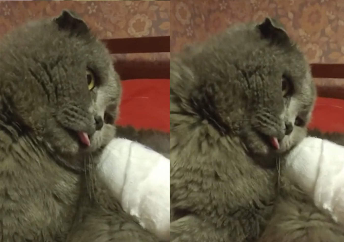 Gato se hace viral por su actitud después de anestesia