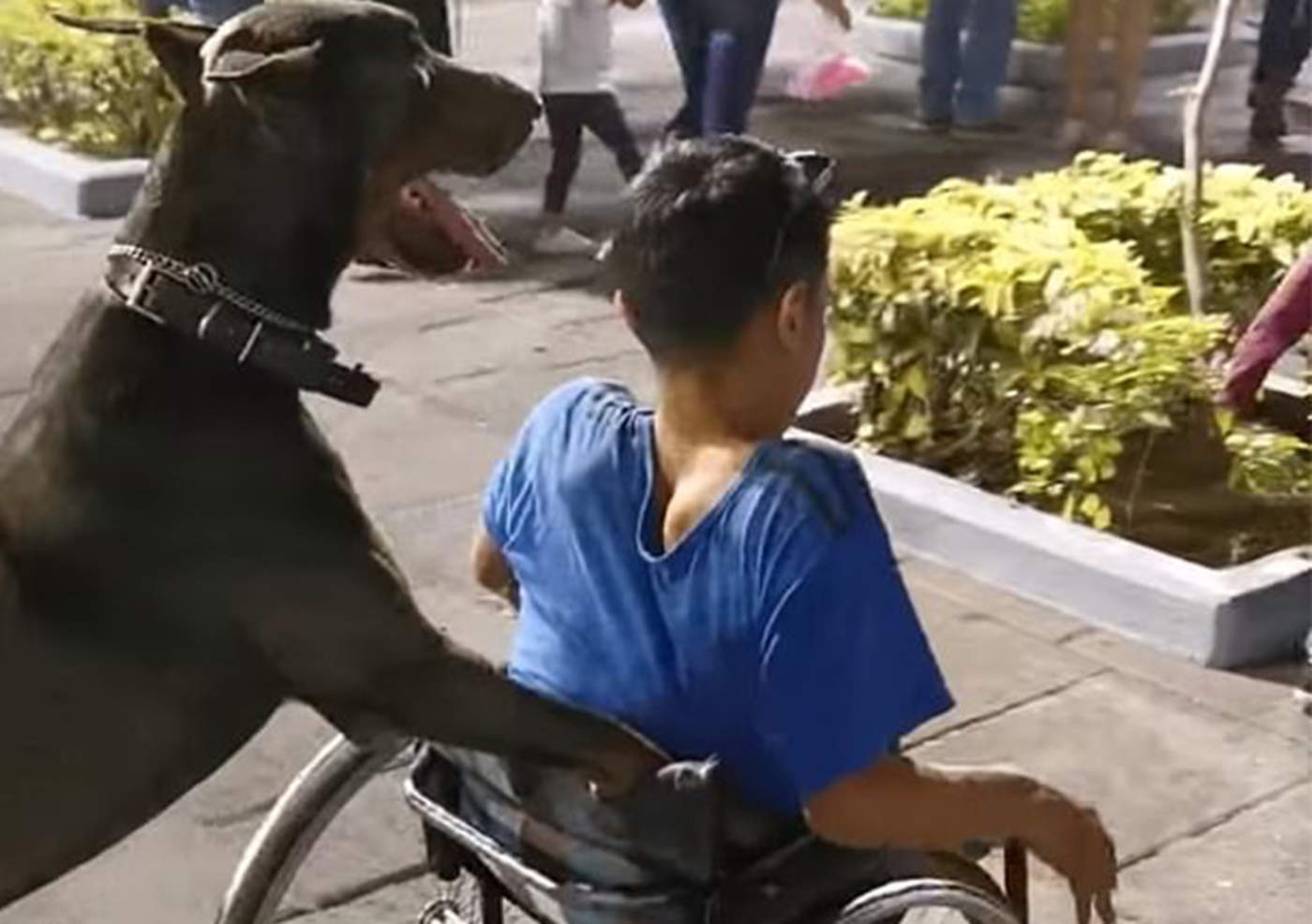 VIRAL: Perro de servicio empuja la silla de ruedas de su dueño