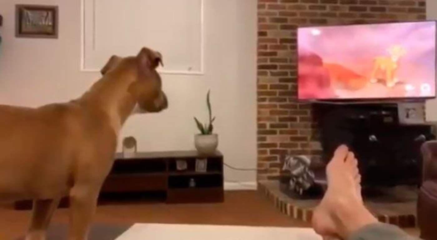 La reacción de un perro al ver triste escena de El Rey León