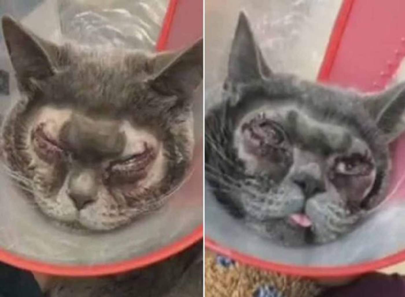 Mujer le hace cirugía plástica a su gato porque decía que era feo