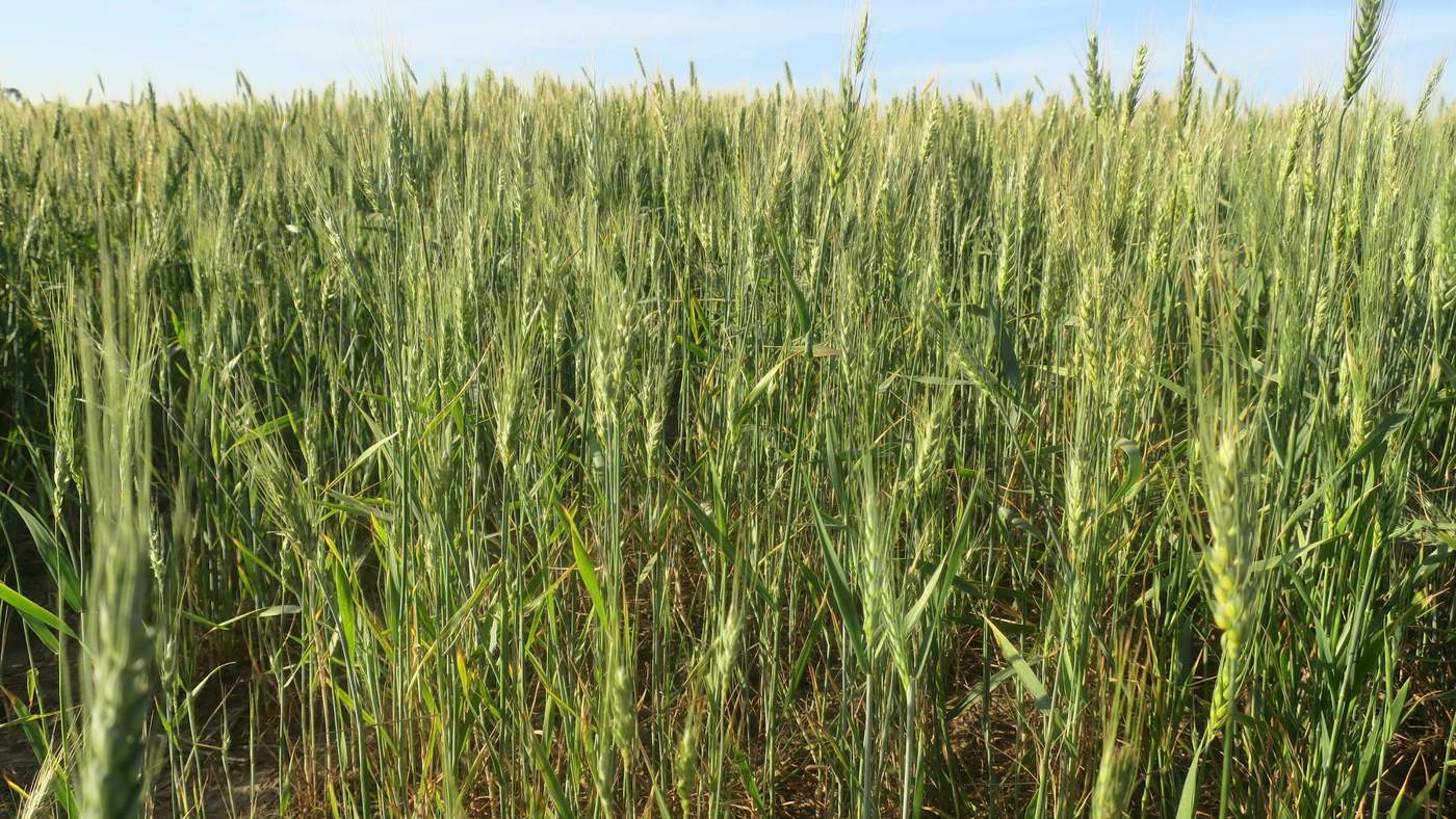 Describen genes del trigo que se activan como respuesta a sequías