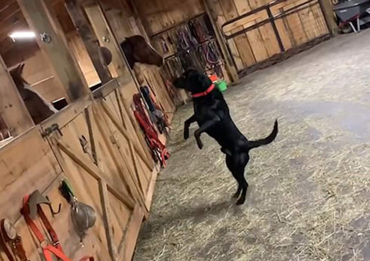 VIRAL: Labrador reacciona al conocer a caballos