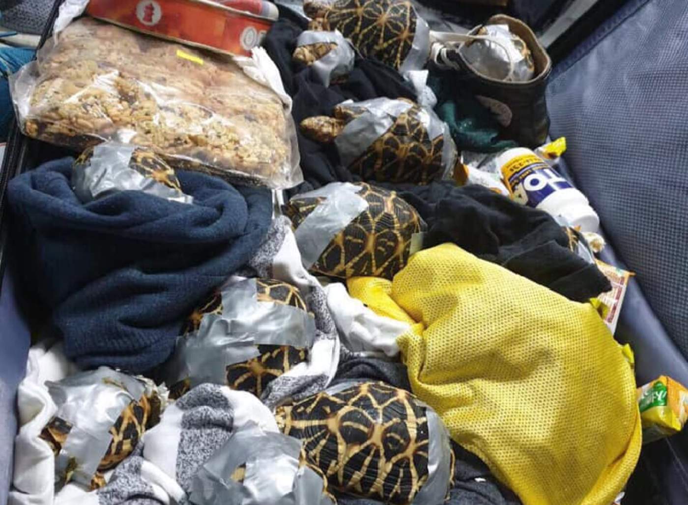 Hallan a más de 1500 tortugas escondidas en maletas de equipaje