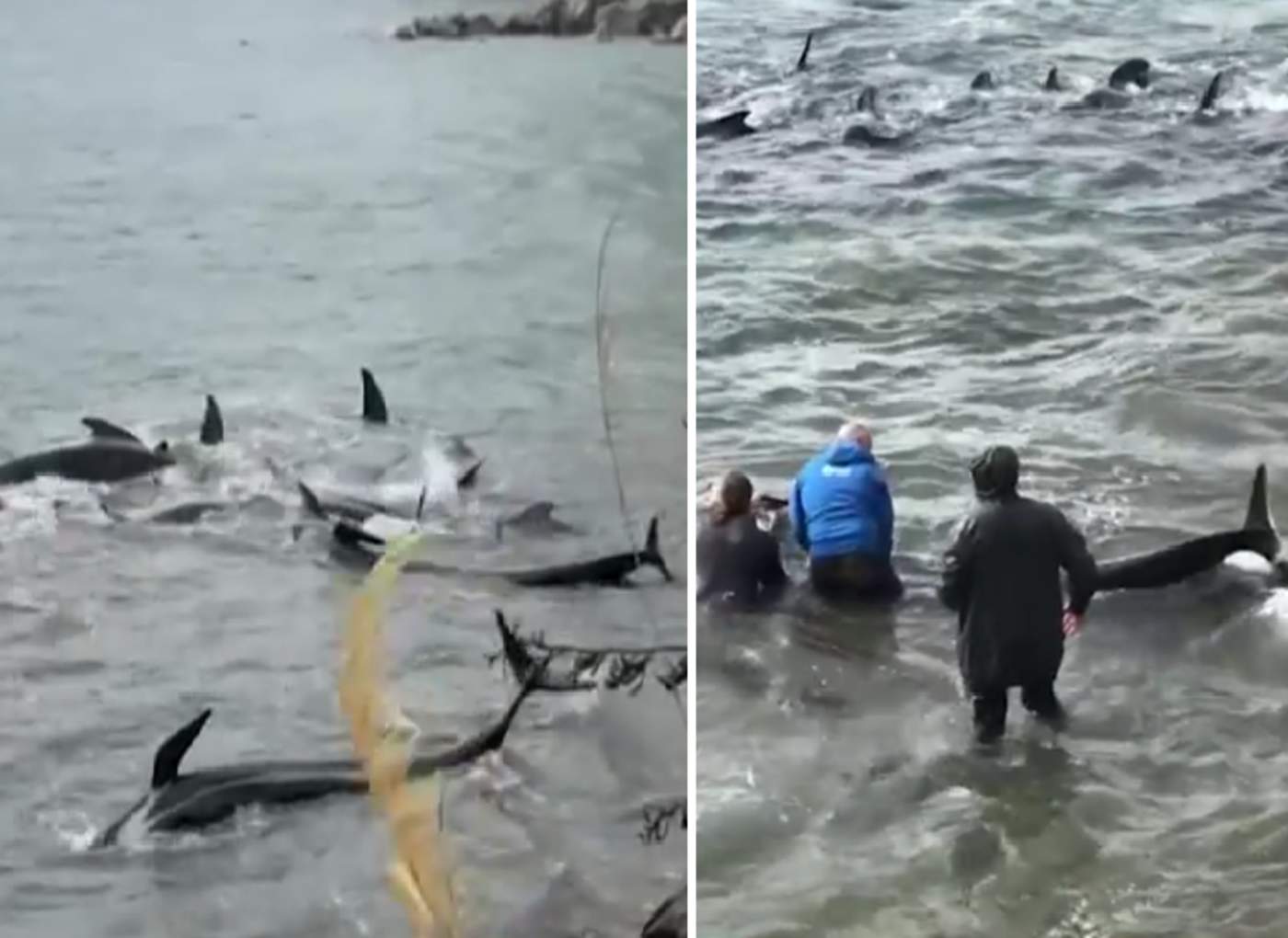 Rescatan a 30 ballenas que quedaron varadas cerca de la playa