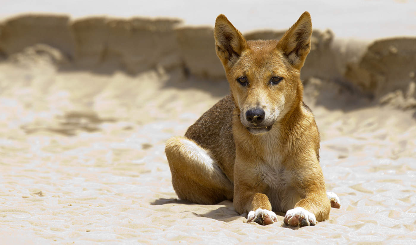El dingo es una especie única de Australia, según un estudio