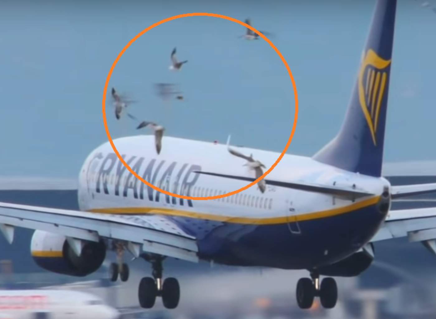 Esto es lo que pasa cuando un avión choca con una parvada