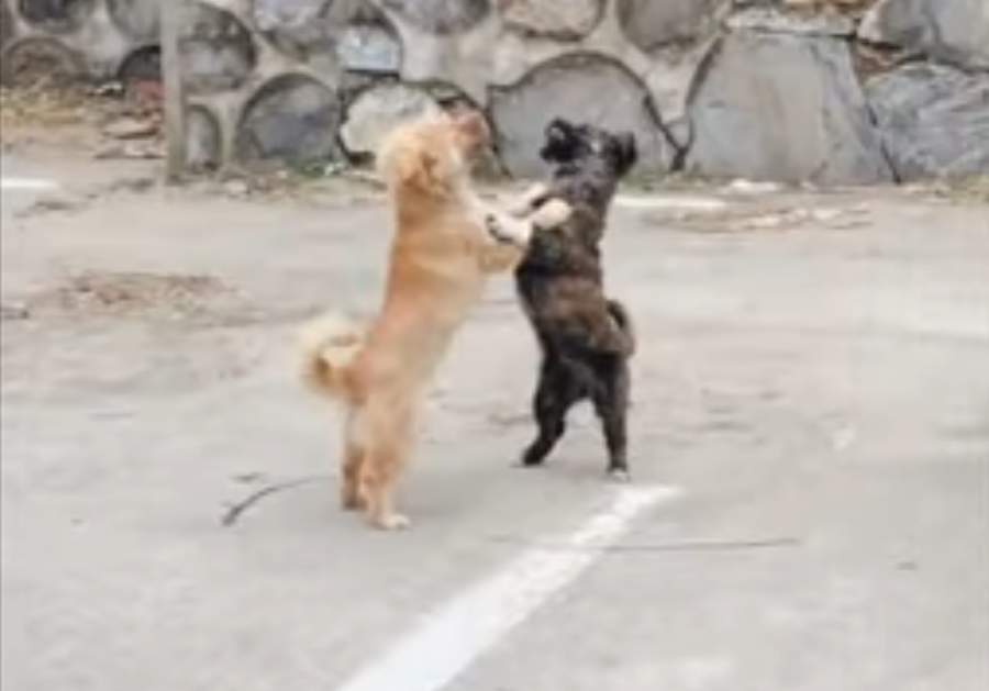 Pelea de perros que termina en 'baile' se vuelve viral