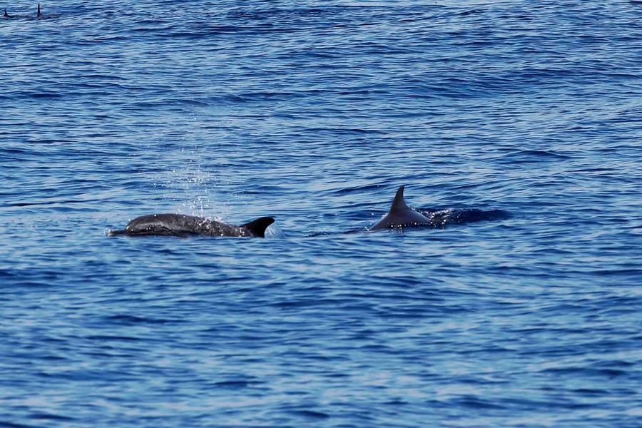 Canto de las ballenas ayuda a la comunicación de la especie