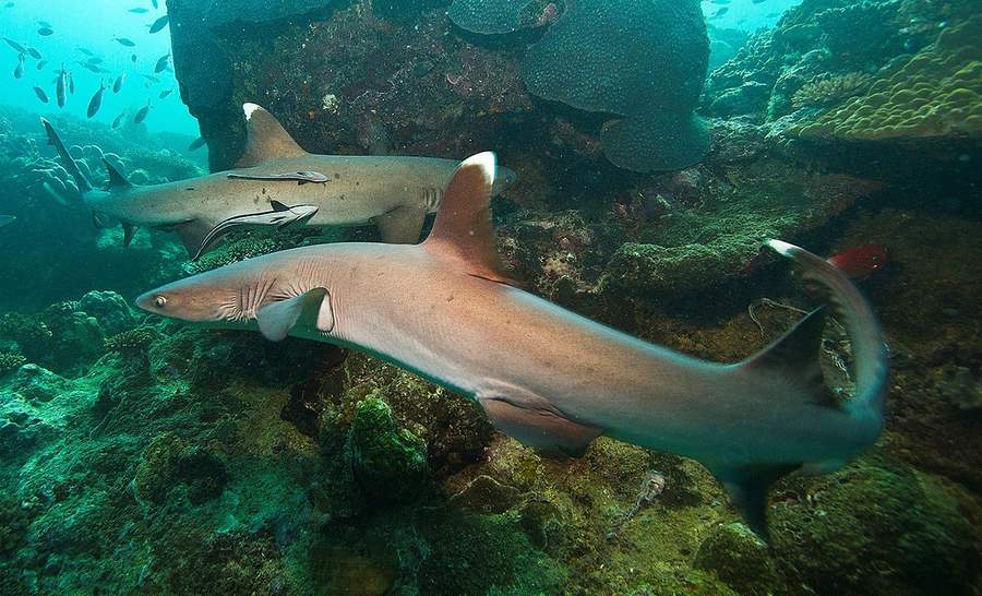 Rastrean tiburones vía acústica y satelital para conservar ecosistemas