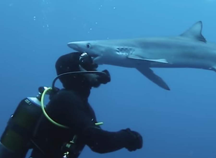 Tiburón le da un ‘beso en la frente’ a un buzo