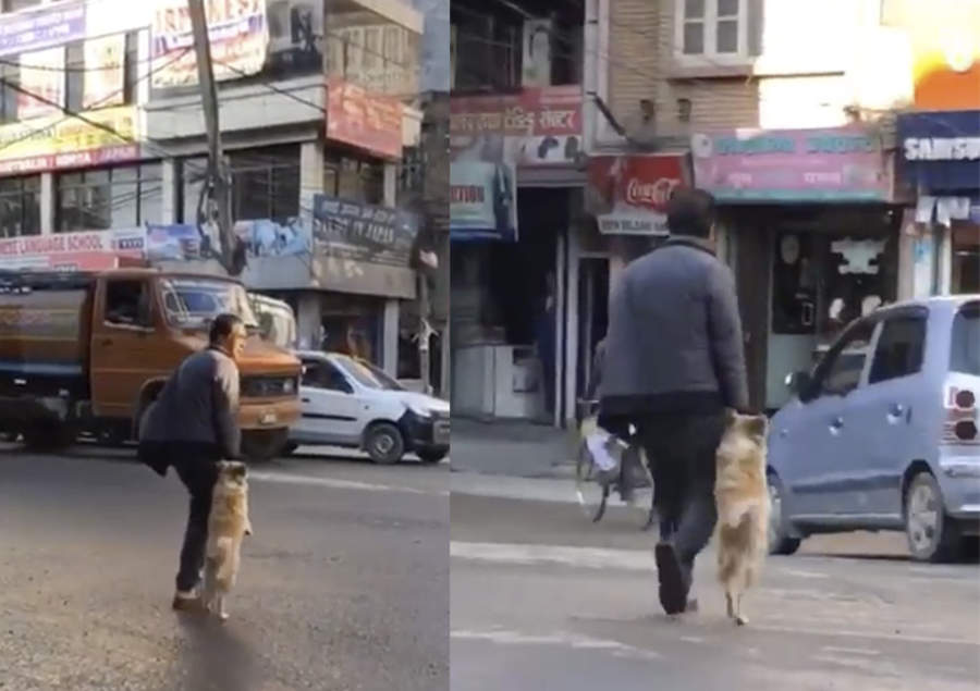 Hombre cruza avenida tomado de la pata de su perro