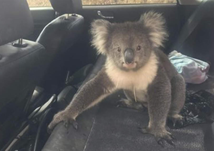 Koala se escabulle a auto para escapar del calor