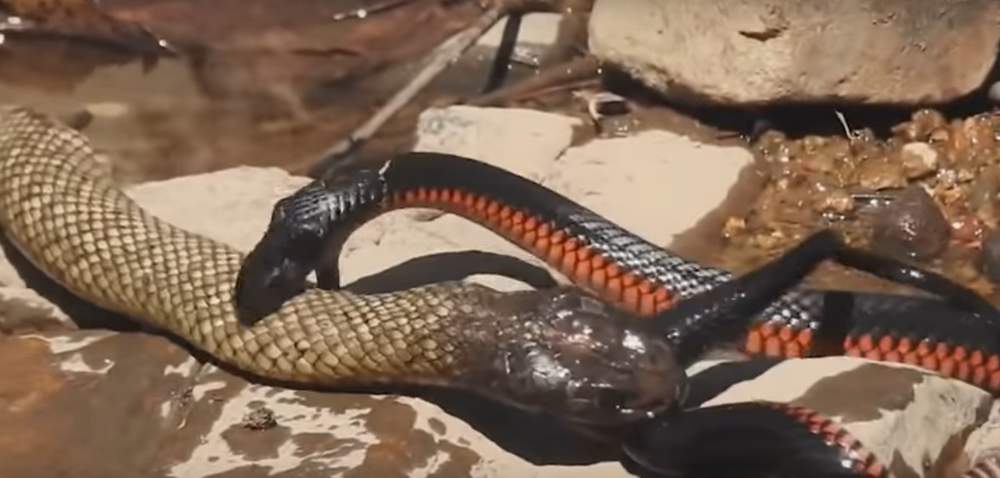 VIRAL: Batalla a muerte entre dos serpientes venenosas