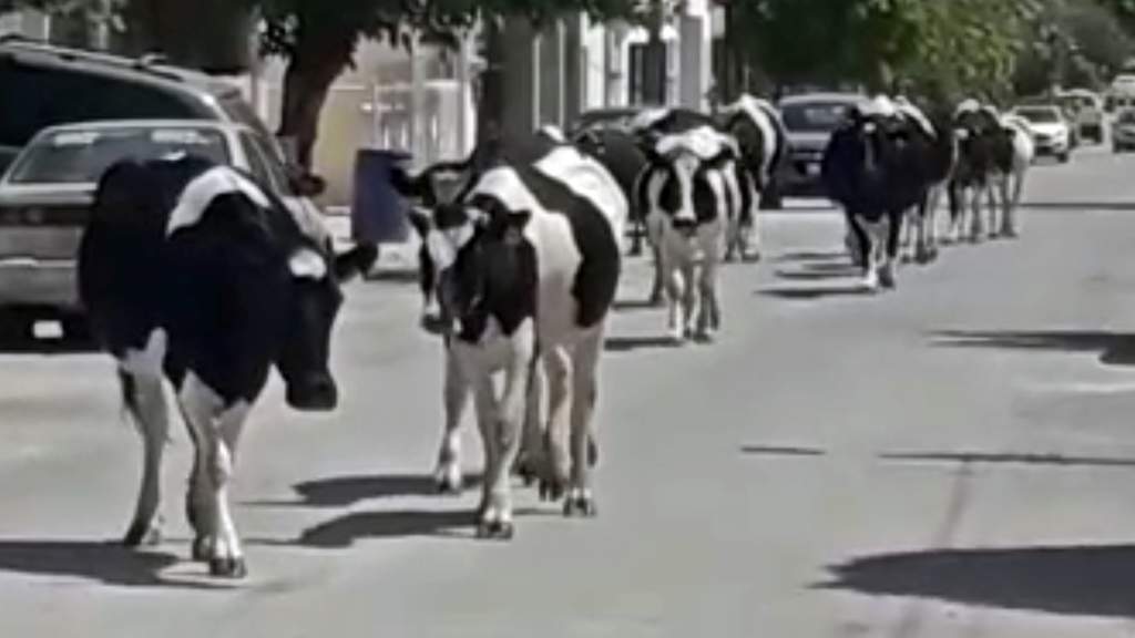 Vacas de Frontera invaden calles en Monclova