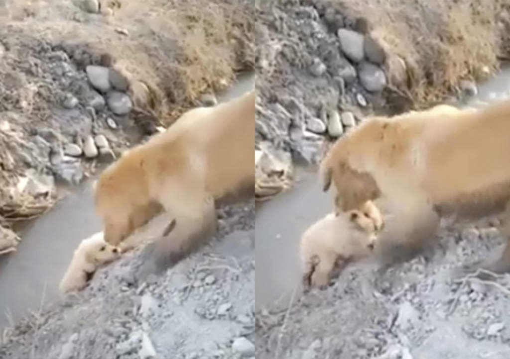 Golden Retriever rescata a su cachorro de zanja