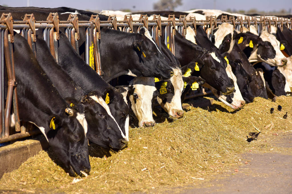 Piden respeto a cuenca lechera de La Laguna