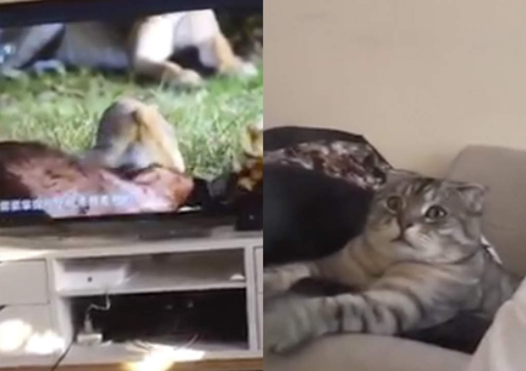 La cómica reacción de un gato al ver leones alimentándose en la tv