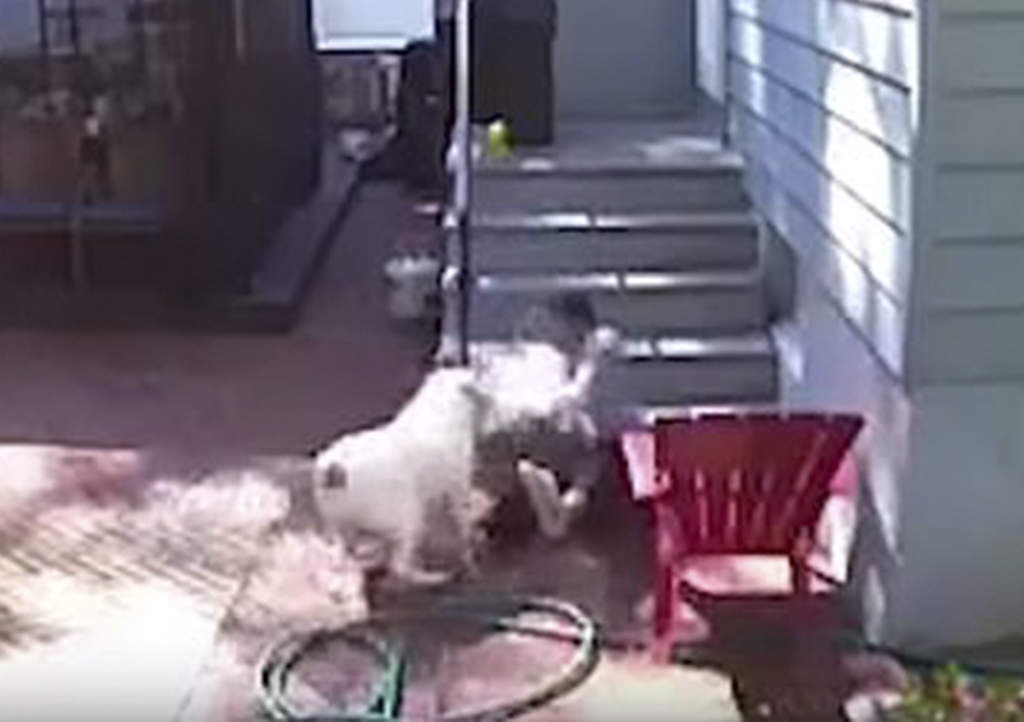 Captan a bulldog atacando a mujer y sus dos mascotas