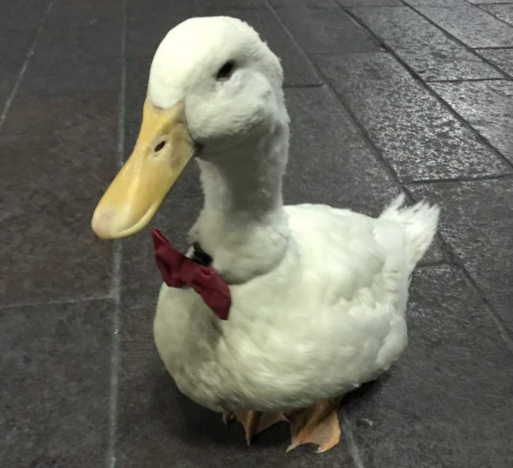 Pato que pasea con corbata por la calle se vuelve viral