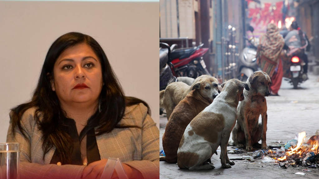 Diputada propone eliminar perros y gatos callejeros