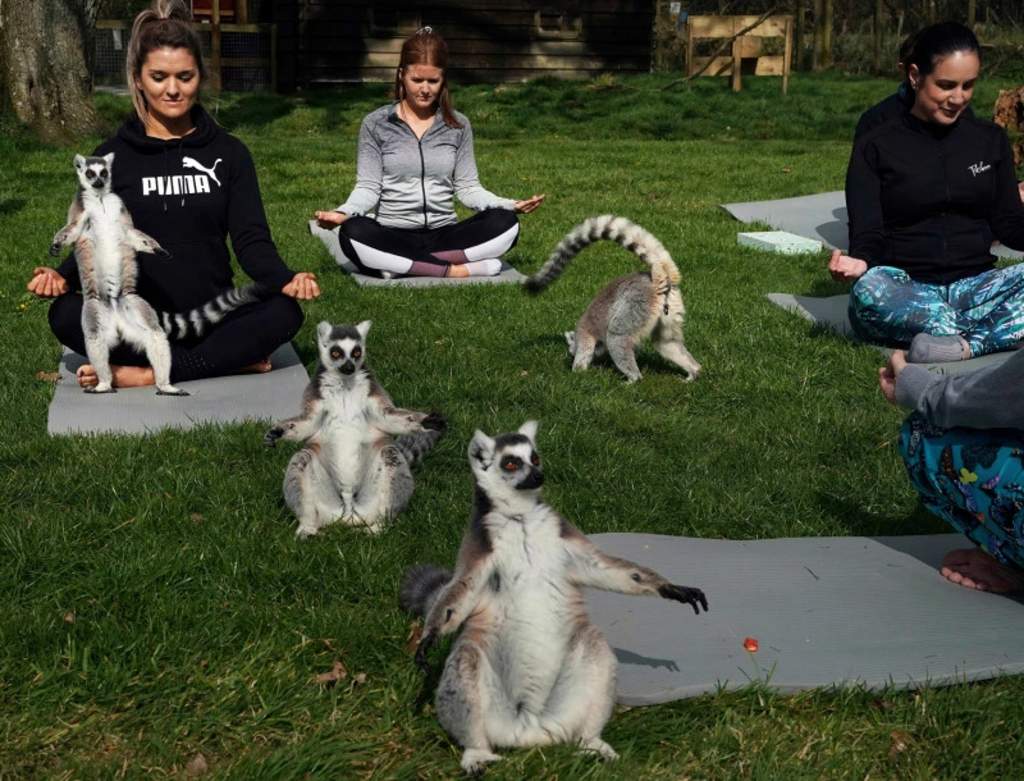 Hotel británico ofrece clases de yoga con lémures