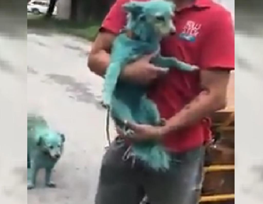 VIRAL: Aparecen perros pintados de color verde en Nuevo León
