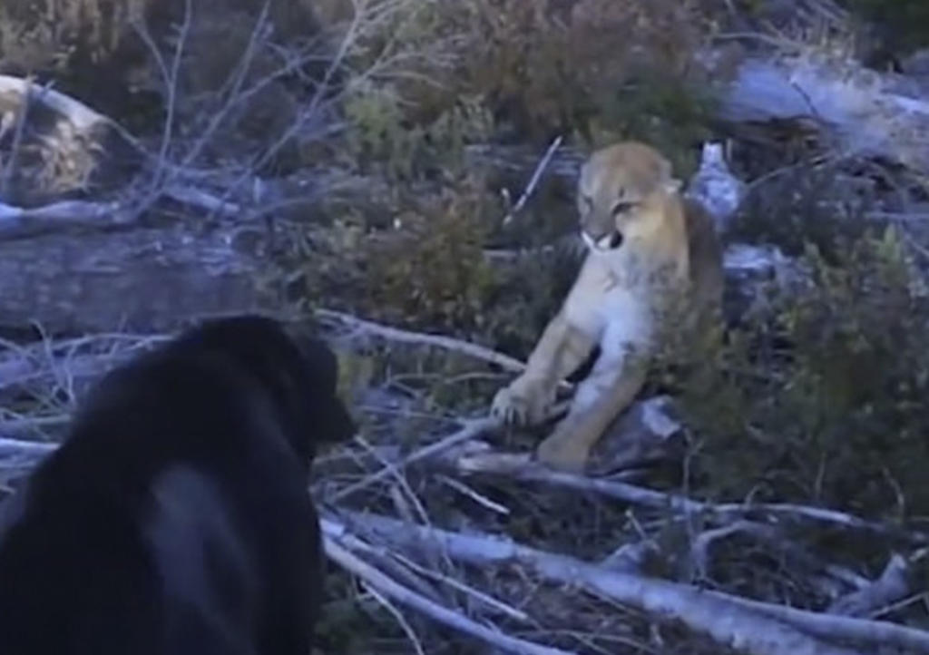 VIDEO: Labrador defiende a dueño de león de montaña