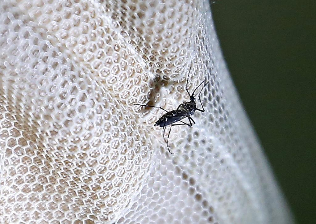 Arranca jornada contra el dengue, zika y chikungunya