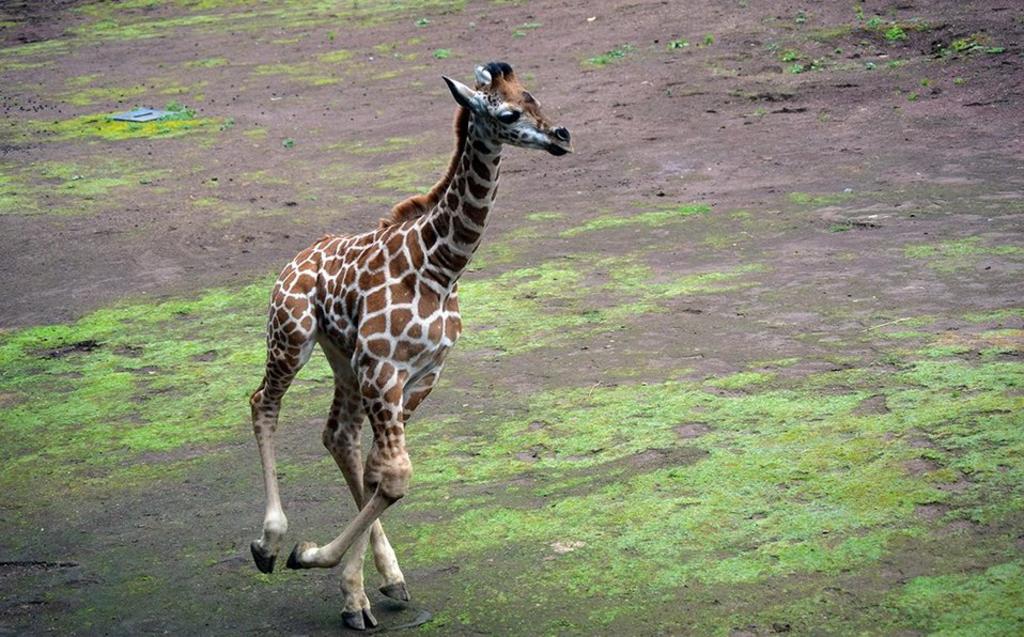 Le ponen nombre a la jirafa bebé de CDMX