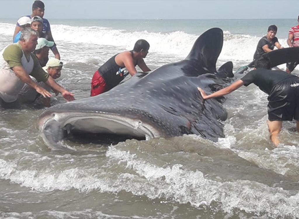 Tiburón ballena de casi 10 metros es devuelto al mar