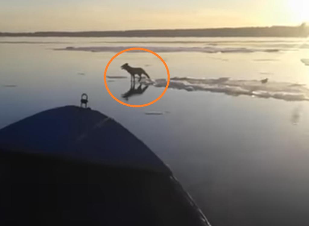 Pescador ayuda a un zorro atrapado en hielo flotante