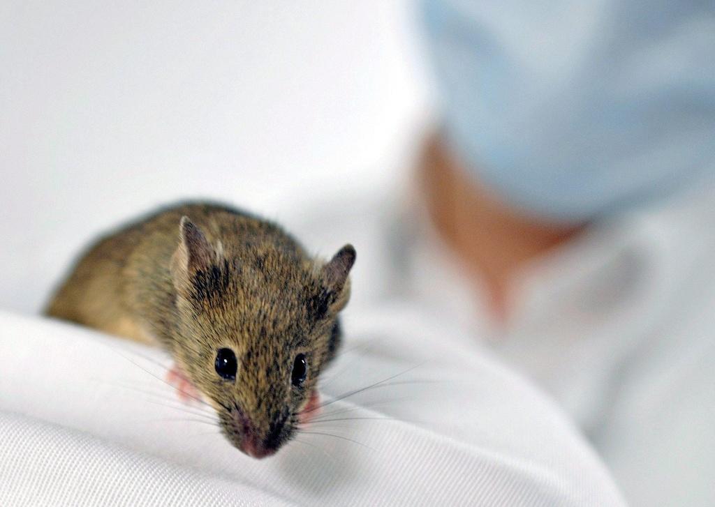 Logran por primera vez en ratones la desaparición del cáncer de páncreas