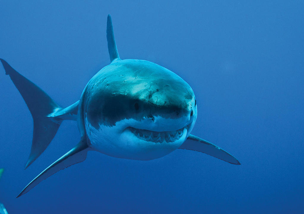 VIDEO: Capturan a tiburón de más de 250 kilogramos